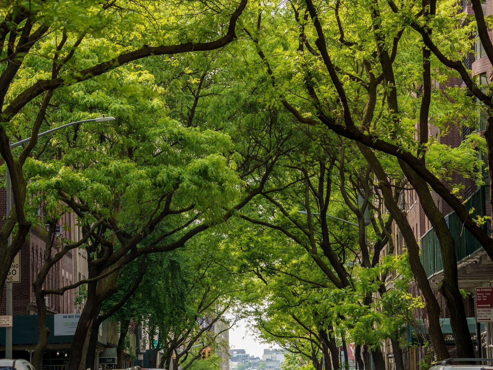 Tree-arched East Village street with walk-up buildings